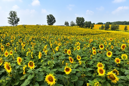 Anseong Farmland_Sunflower